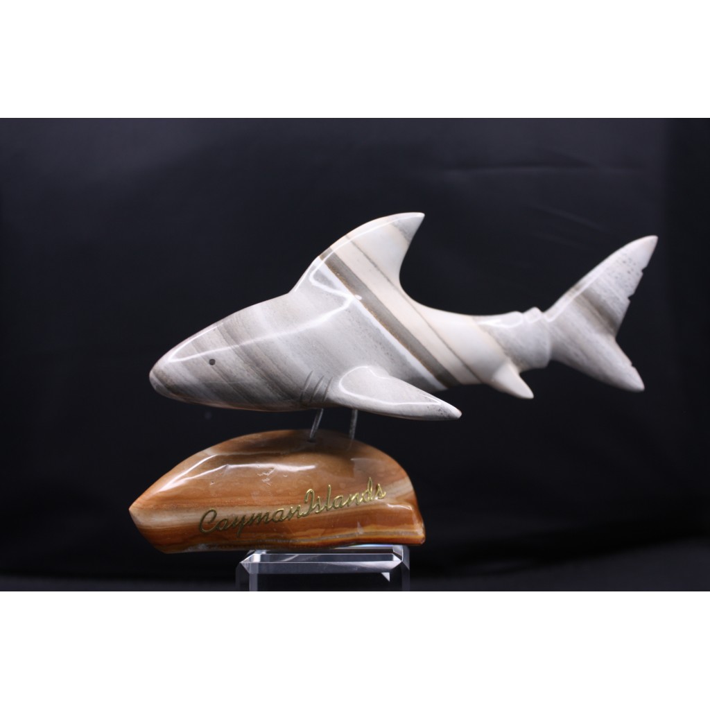 Caymanite Shark  - Med
